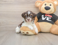 6 week old Havanese Puppy For Sale - Simply Southern Pups