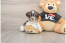 Akc Registered Havanese Purebred Pup