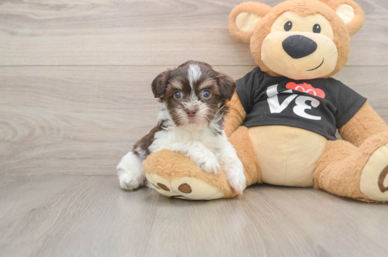 Akc Registered Havanese Purebred Pup