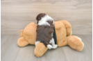 Best Havanese Baby
