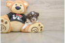 Smart Havanese Cuban Bichon Purebred Puppy