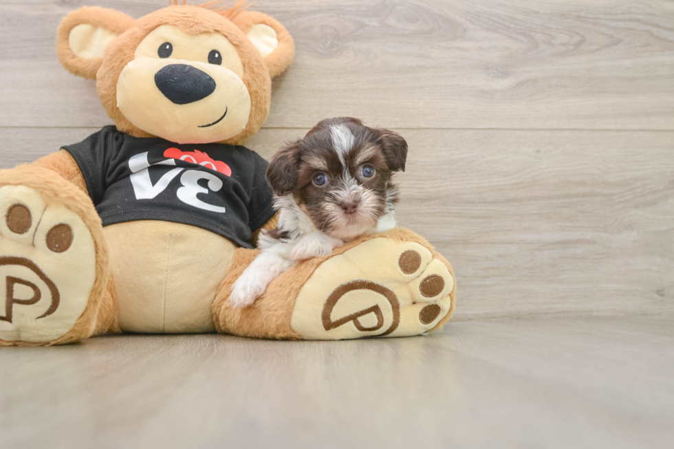 Smart Havanese Cuban Bichon Purebred Puppy