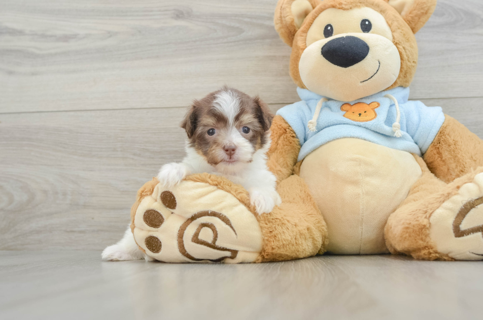 6 week old Havanese Puppy For Sale - Simply Southern Pups