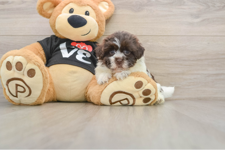 Best Havanese Baby
