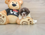 5 week old Havanese Puppy For Sale - Simply Southern Pups