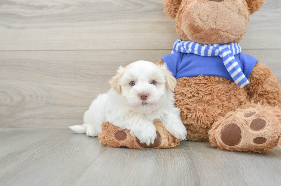 6 week old Havanese Puppy For Sale - Simply Southern Pups