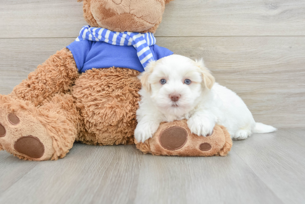 Havanese Puppy for Adoption