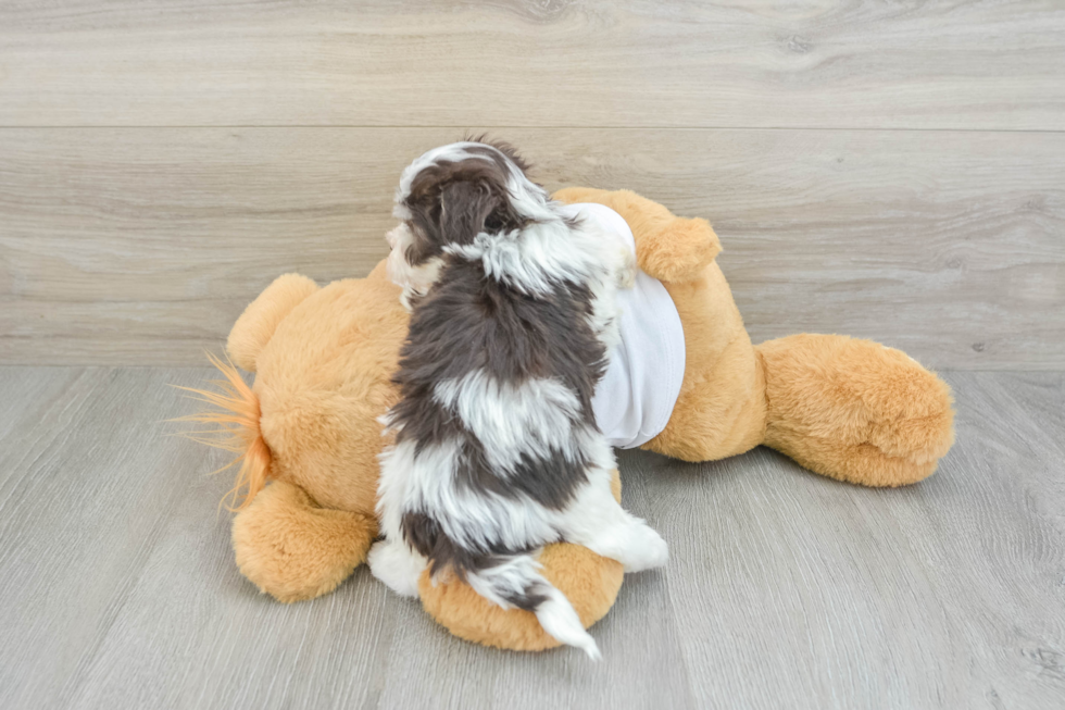 Popular Havanese Purebred Pup