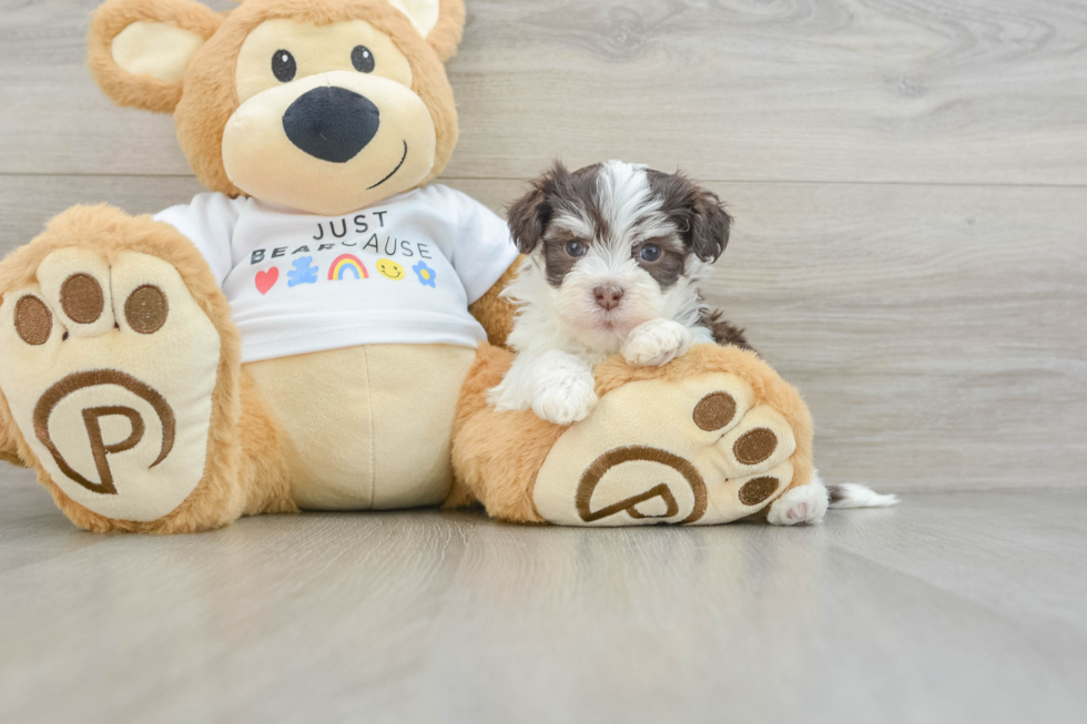 Havanese Pup Being Cute