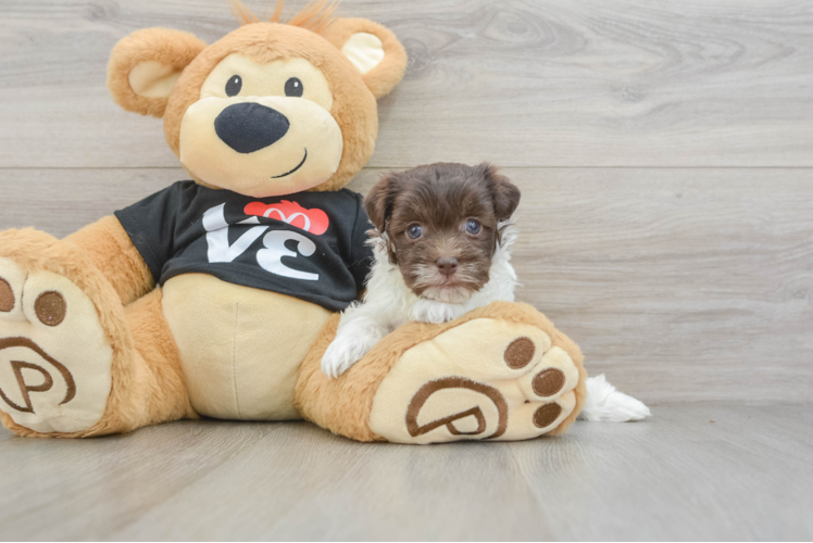 Havanese Puppy for Adoption