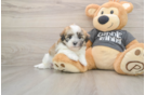 Best Havanese Baby