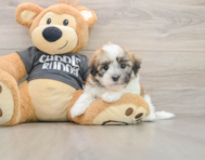 5 week old Havanese Puppy For Sale - Simply Southern Pups