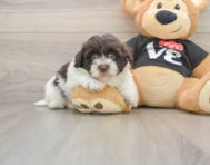 5 week old Havanese Puppy For Sale - Simply Southern Pups