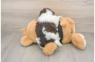 Best Havanese Baby