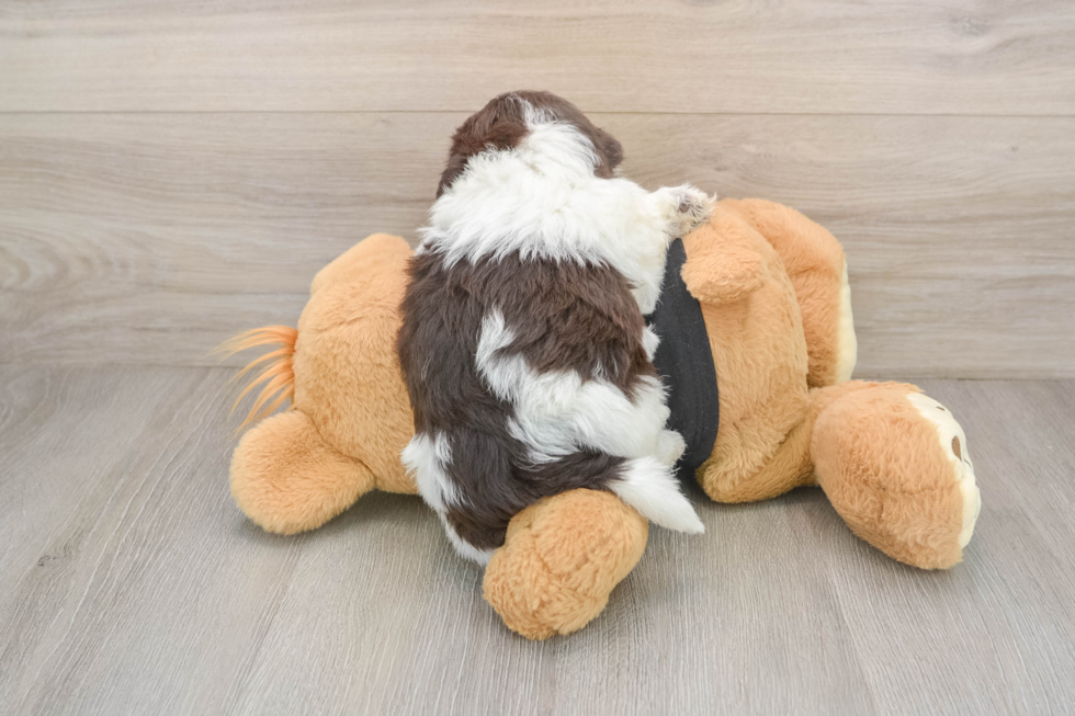 Best Havanese Baby