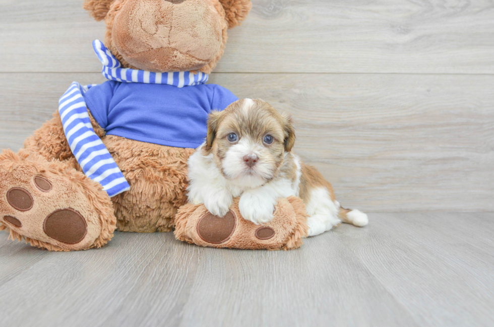 5 week old Havanese Puppy For Sale - Simply Southern Pups