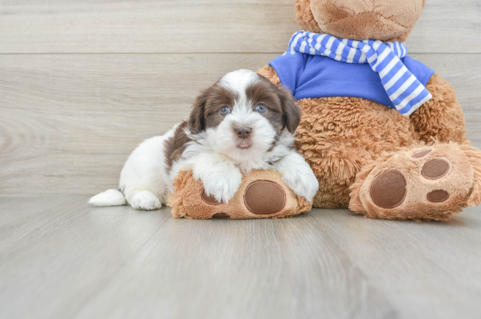 6 week old Havanese Puppy For Sale - Simply Southern Pups