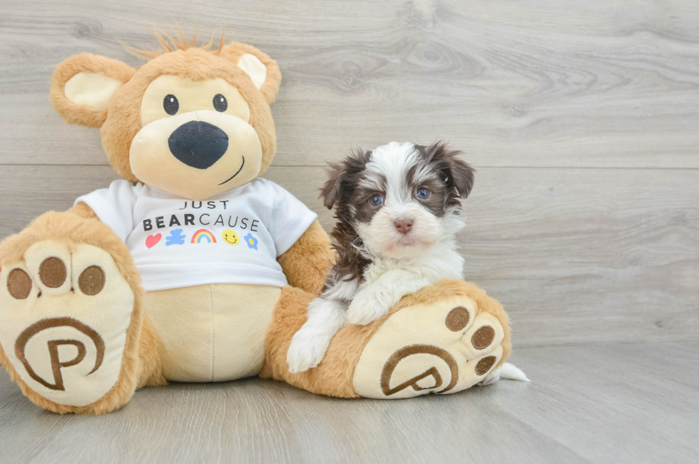 6 week old Havanese Puppy For Sale - Simply Southern Pups