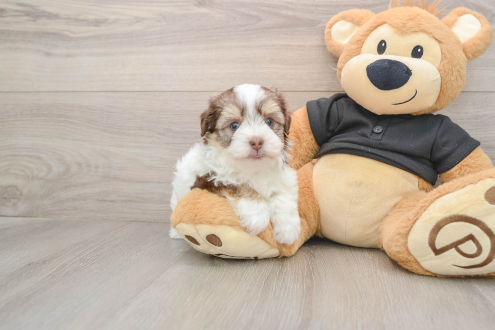 Small Havanese Baby