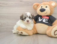 5 week old Havanese Puppy For Sale - Simply Southern Pups