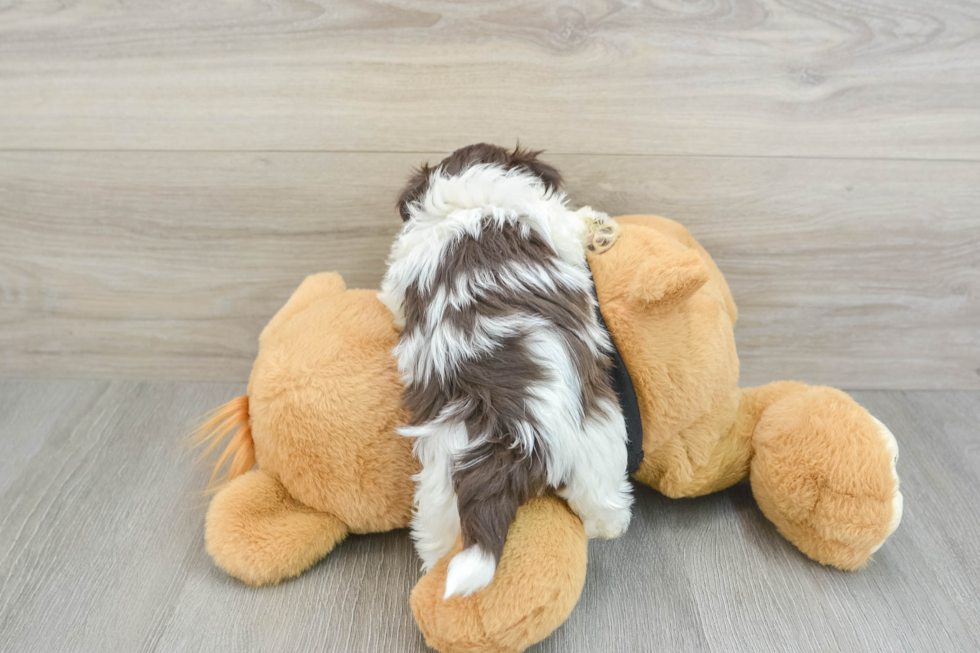 Friendly Havanese Purebred Pup