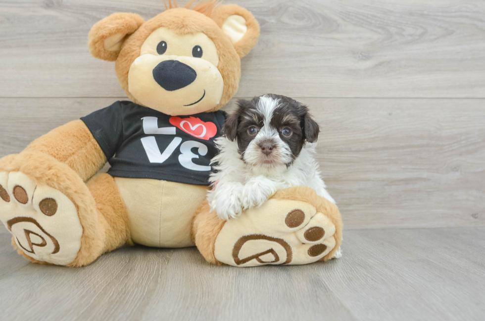 5 week old Havanese Puppy For Sale - Simply Southern Pups