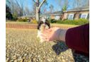 Cute Havanese Purebred Pup