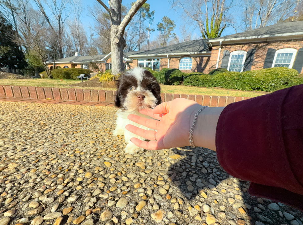 Cute Havanese Purebred Pup