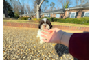 Havanese Puppy for Adoption