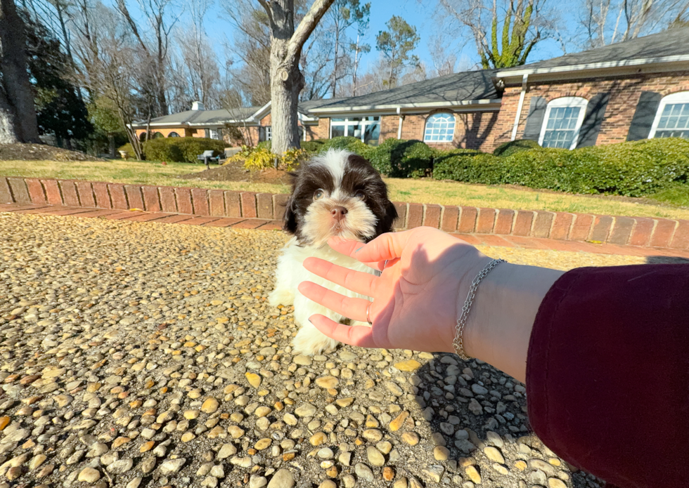 Havanese Puppy for Adoption