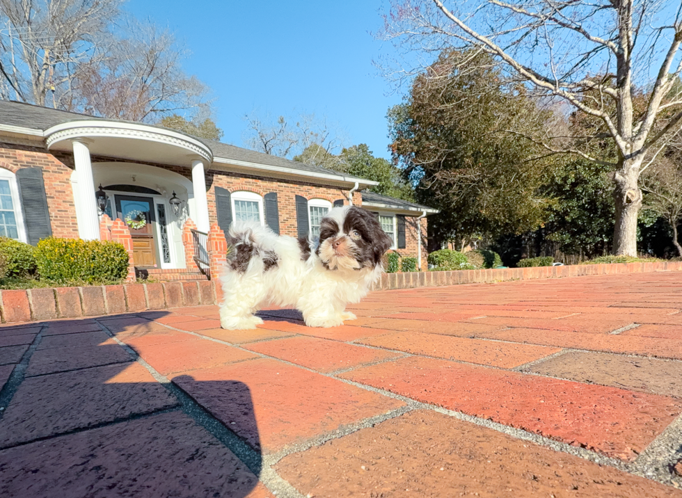 Havanese Puppy for Adoption