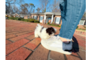 Havanese Pup Being Cute