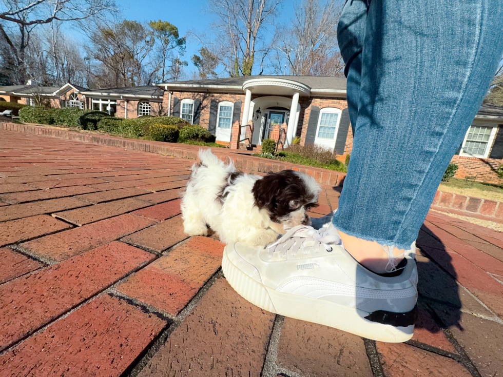 Havanese Pup Being Cute