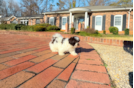 Havanese Puppy for Adoption