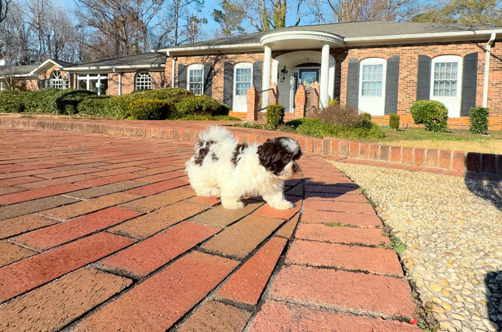 Havanese Puppy for Adoption