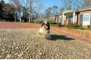 Cute Havanese Cuban Bichon Purebred Puppy