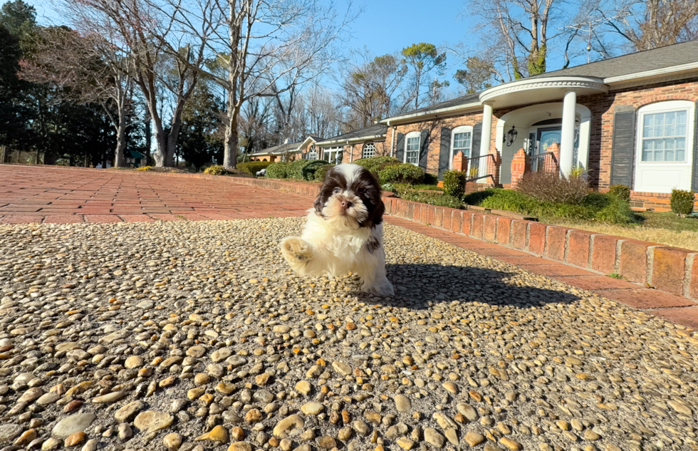 Cute Havanese Cuban Bichon Purebred Puppy