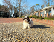 9 week old Havanese Puppy For Sale - Simply Southern Pups