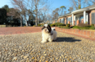 Cute Havanese Purebred Pup