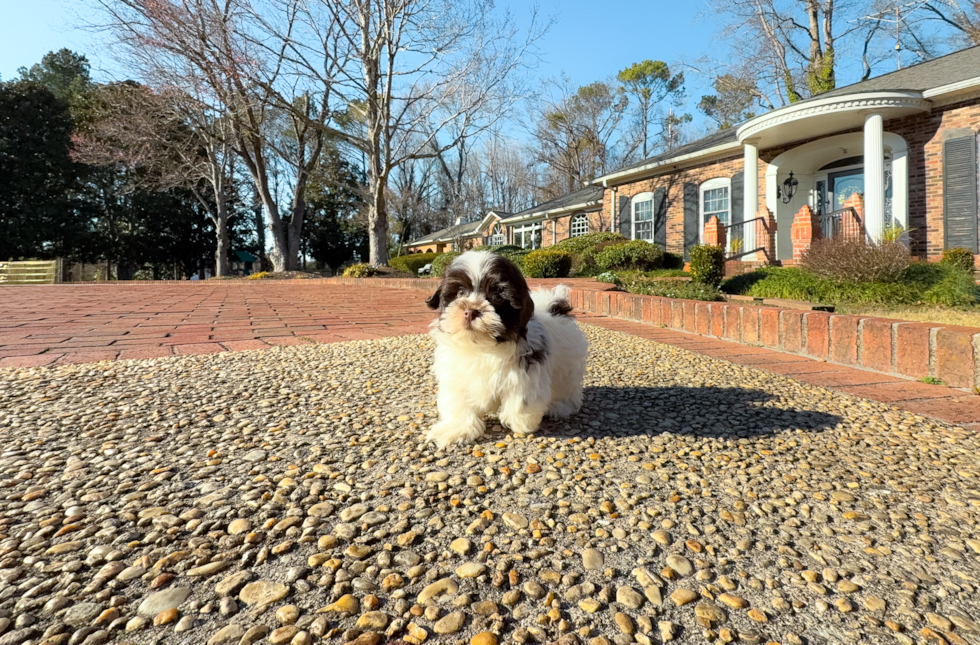 Cute Havanese Purebred Pup