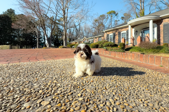 Cute Havanese Purebred Pup