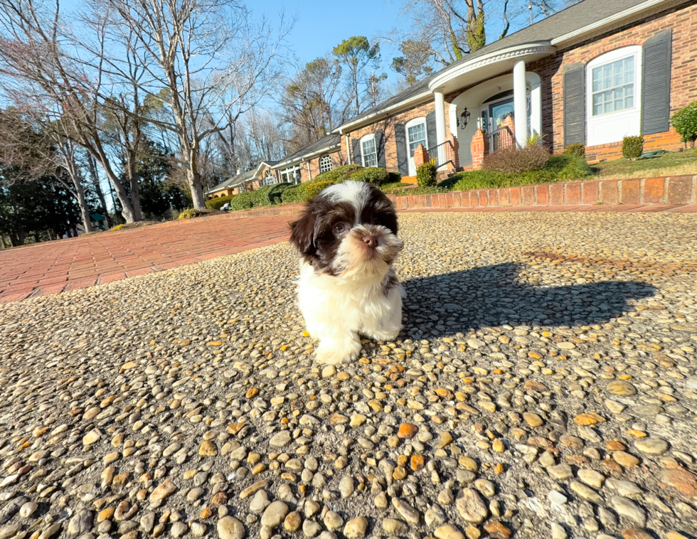 Cute Havanezer Purebred Puppy