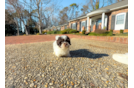 Cute Havanese Baby