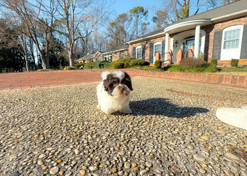 Cute Havanese Baby