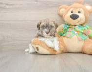 6 week old Havanese Puppy For Sale - Simply Southern Pups