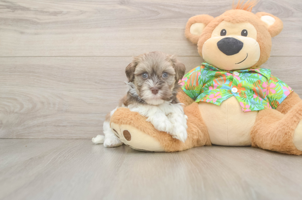 5 week old Havanese Puppy For Sale - Simply Southern Pups