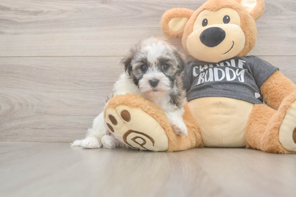 Meet Bean - our Havanese Puppy Photo  2/3 - Simply Southern Pups Happy Havaneser Purebred Puppy