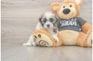 Meet Bean - our Havanese Puppy Photo  2/3 - Simply Southern Pups Happy Havaneser Purebred Puppy