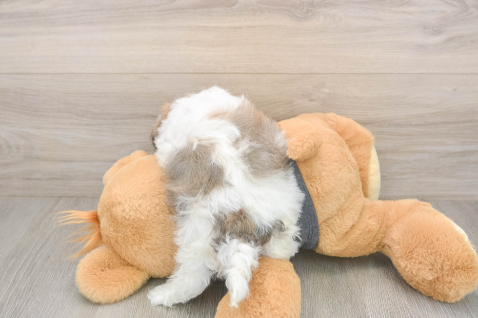 Meet Bean - our Havanese Puppy Photo  3/3 - Simply Southern Pups Small Havanese Baby