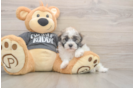 Meet Bean - our Havanese Puppy Photo  1/3 - Simply Southern Pups Best Havanese Baby